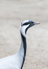 African the bird crane