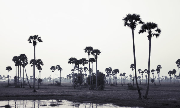 Trees on landscape against clear sky, Phnom Penh, Cambodia