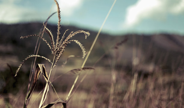 Close-up of ear of wheat growing in field