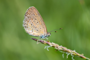 Blue butterfly, Polyommatus icarus on a wild flower