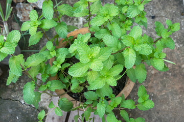 pepper mint in flower pot