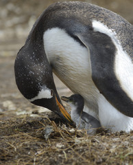 Gentoo penguin (Pygoscelis papua) and Baby, Volunteer Point