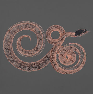 Illustrative image of snake on gray background