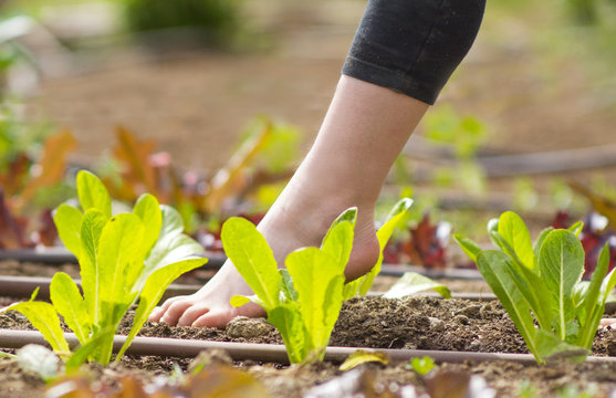 bambina scalza che cammina in un orto