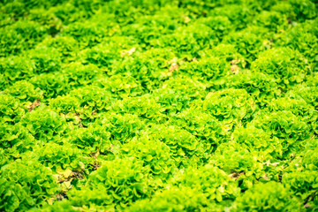 Cultivated field: fresh green salad bed rows