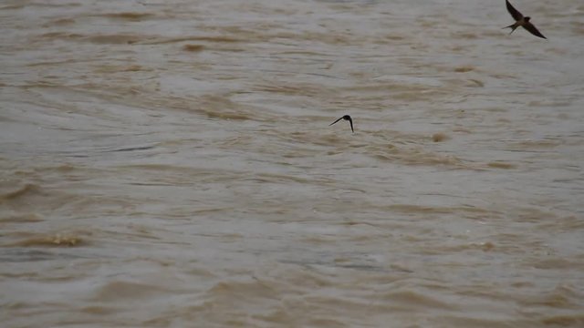 Torrente de agua de r&iacute;o embarrado con pajaros volando en busca de comida
