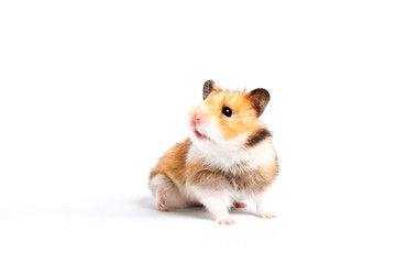 curious hamster