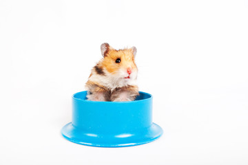 hamster sitting in the feeding trough