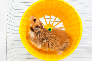 hamster running in the running wheel