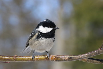 Mésange à tête noire sur une branche d'arbre