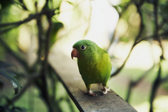 Green parrot perching on wooden plank outdoors