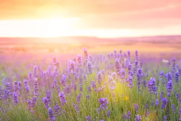 Photo sur Plexiglas Lavande Coucher de soleil sur un champ de lavande violette