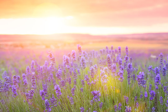 Fototapeta Sunset over a violet lavender field