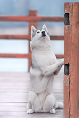 Portrait of a close-up dog Siberian Husky