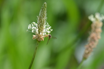 Fototapeta premium syrphe