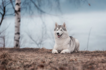 Portrait of a close-up dog Siberian Husky