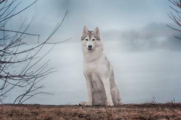 Portrait of a close-up dog Siberian Husky