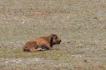 Bison Calf