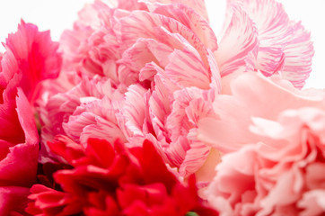 pink carnations flower.