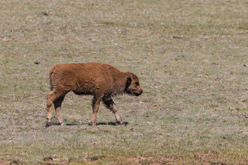 Bison Calf