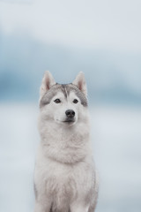 Portrait of a close-up dog Siberian Husky