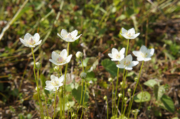 Parnassia palustris white flowers with grass