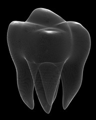 image of the human tooth
