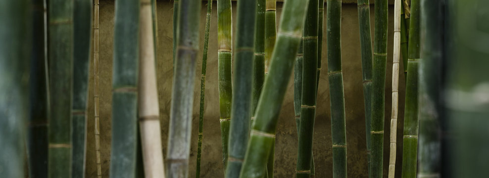 Close-up of green bamboo groves