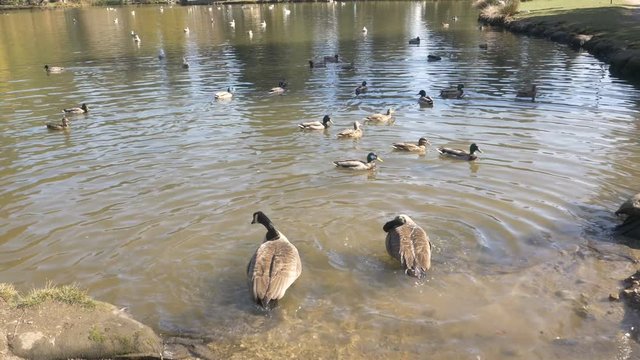 Geese swimming in the lake at the park