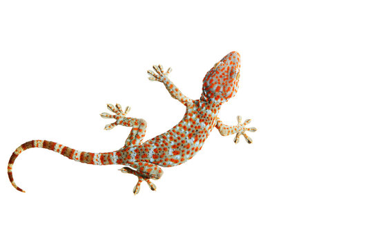 Gecko isolated with clipping path.