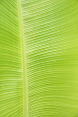 Background texture of banana leaf