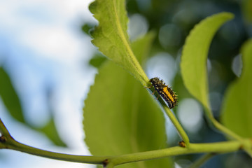 ladybird larvae on green leaf. ladybug larva.