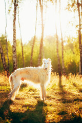 Obraz na płótnie Canvas White Russian Dog, Borzoi, Hunting dog in Summer Sunset Sunrise 