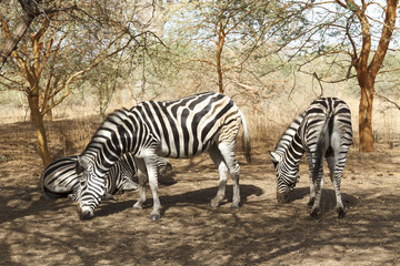 Fototapeta na wymiar Zebras grazing in Senegal