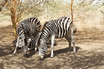 Fototapeta na wymiar Black & white zebras