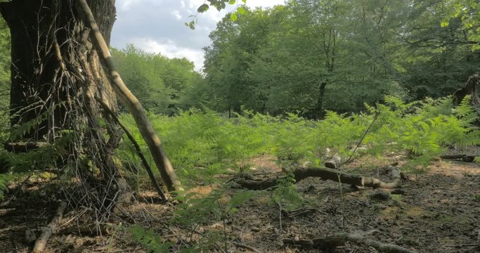 English woodland scene, Epping Forest
