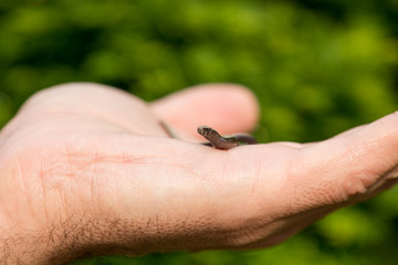 Blindschleiche, Anguis Fragilis auf einer Hand, Jungtier