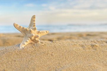 Fototapeta na wymiar Starfish on the beach.