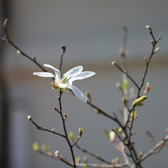 White magnolia flower on the tree