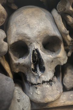 Human skull nestled amongst various bones, close-up