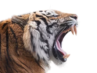 Papier Peint photo Lavable Tigre Tigre féroce