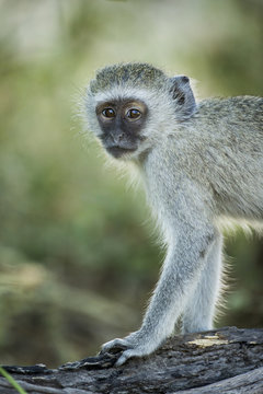 Vervet Monkey, Moremi Game Reserve, Botswana