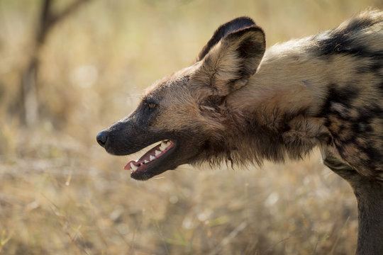 Wild Dog, Moremi Game Reserve, Botswana