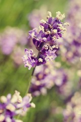 lavender flower in a field