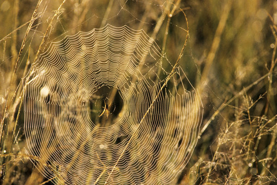 Spide in Center of its Web