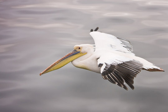 Walvis Bay, Namibia.  Eastern White Pelican in flight over smooth water.