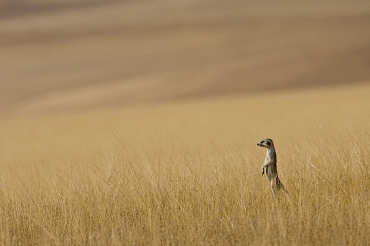 A Meerkat stands tall in the prairie grass