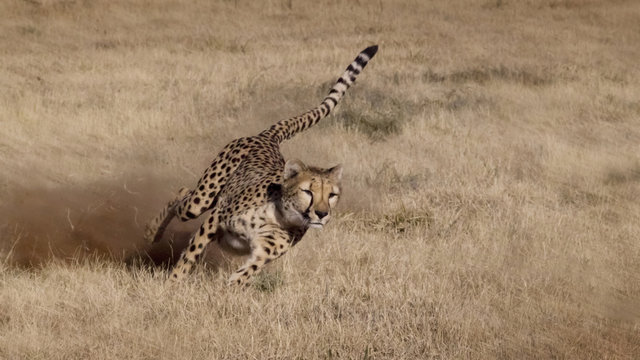 Namibia.  Cheetah running at the Cheetah Conservation Foundation.