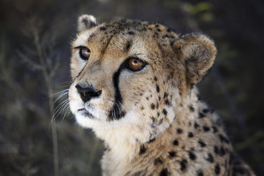 Namibia.  Close up of a cheetah.