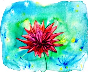 Red aster flower. Watercolor floral illustration. Summer background. Abstract wallpaper. Hand drawn bright pink chrysanthemum. For wedding invitations, birthday, mother's day, greeting cards.